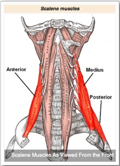 Scalene Anatomy Front