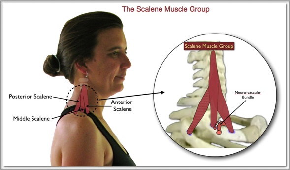 Image of the Scalene Muscles