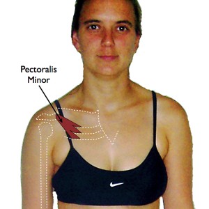 Pectoralis Minor Muscle