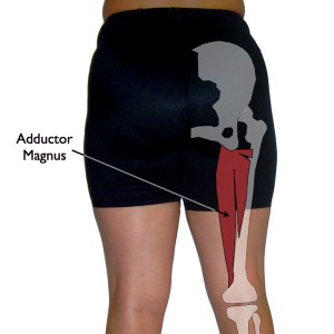 Adductor Magnus Muscle