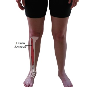 Tibialis Anterior Muscle