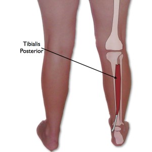 Tibialis Posterior Muscle